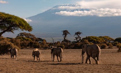 Olifanten in Afrika
